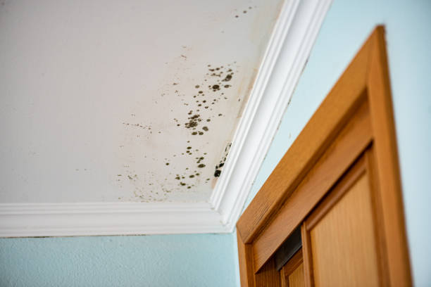 Best Mold Testing  in Headland, AL