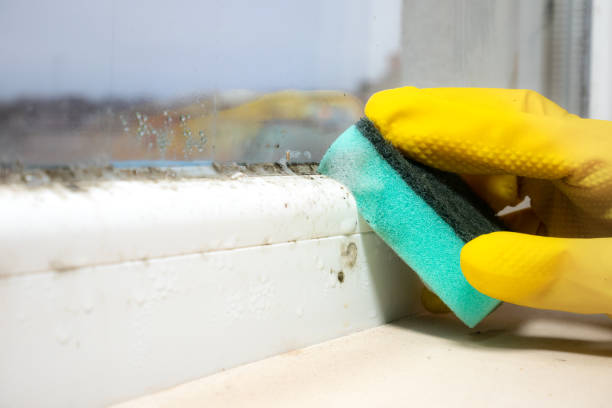 Best Mold Testing  in Headland, AL