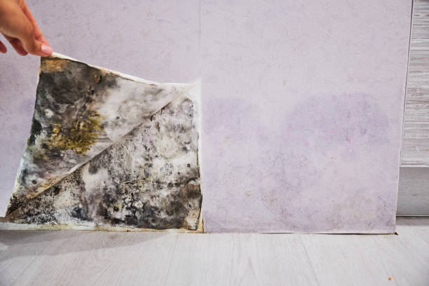 Best Fast Mold Removal  in Headland, AL